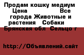 Продам кошку медиум › Цена ­ 6 000 000 - Все города Животные и растения » Собаки   . Брянская обл.,Сельцо г.